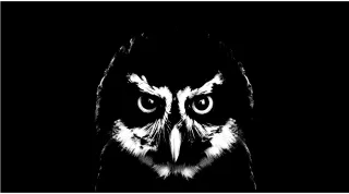 Bird Nocturnal Owl Stickdatei