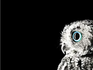 Owl Bird Nature Stickdatei