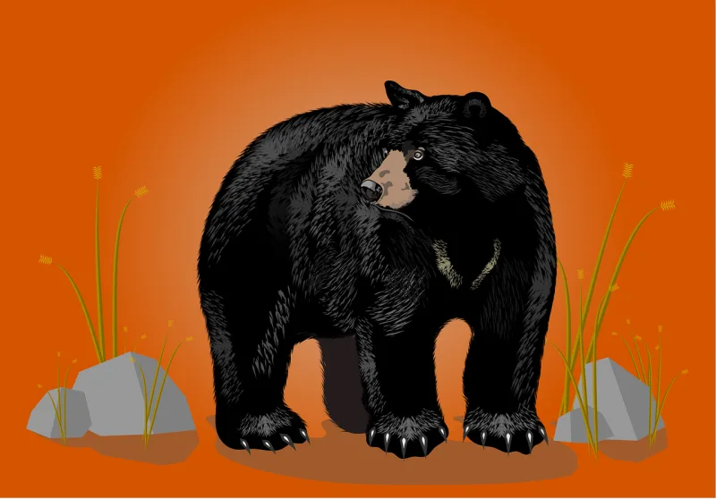 Bear Black bear Wild Stickdatei – Tiere