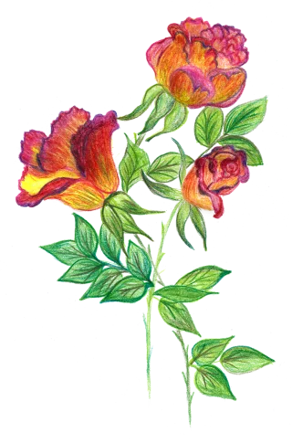 Flowers Roses Watercolor Stickdatei