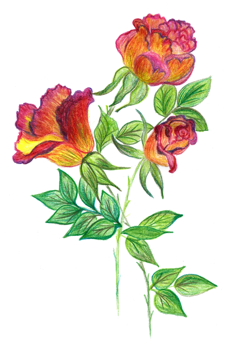 Flowers Roses Watercolor Stickdatei – Blumen