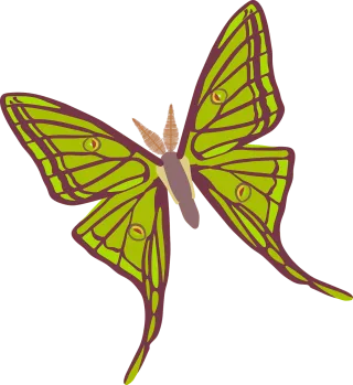 Insect Butterfly Entomology Stickdatei