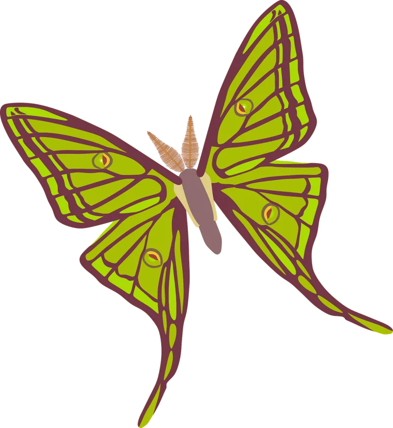 Insect Butterfly Entomology Stickdatei – Tiere