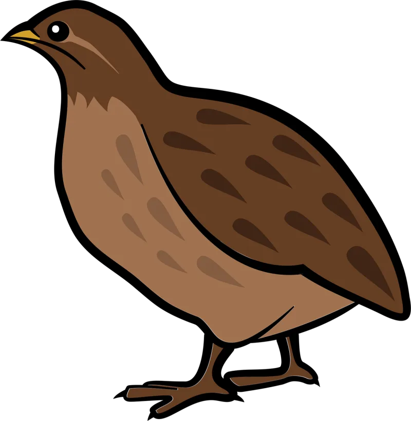 Bird Nature Quail Stickdatei – Tiere