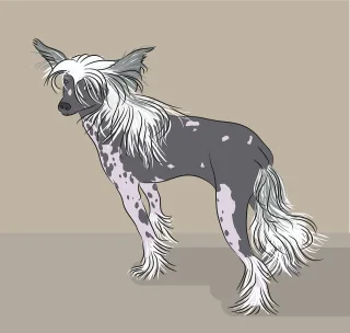 Chinese crested dog Dog Nature Stickdatei