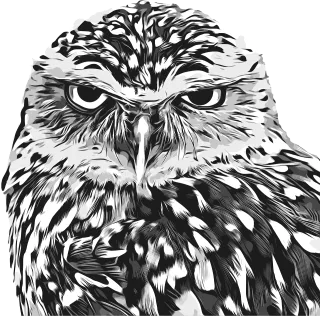 Owl Nocturnal bird Wild animal Stickdatei