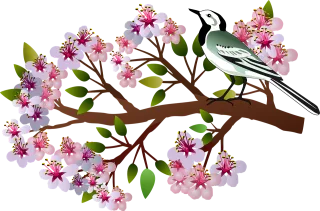 Cherry blossoms Nature Bird Stickdatei