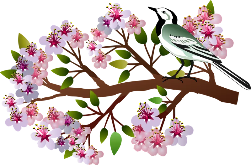 Cherry blossoms Nature Bird Stickdatei – Tiere