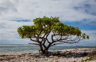 Tree Lone tree Beach Stickdatei