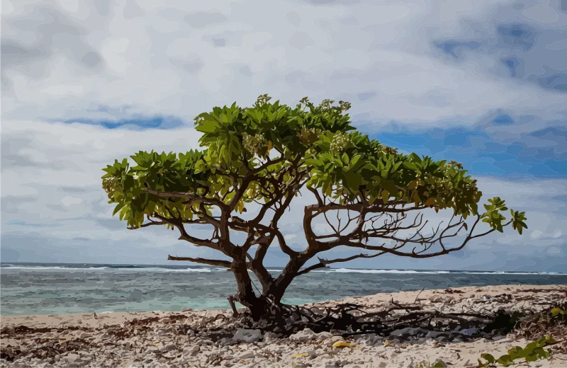 Tree Lone tree Beach Stickdatei – Natur