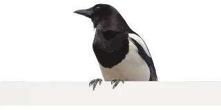 Bird Magpie Crow Stickdatei