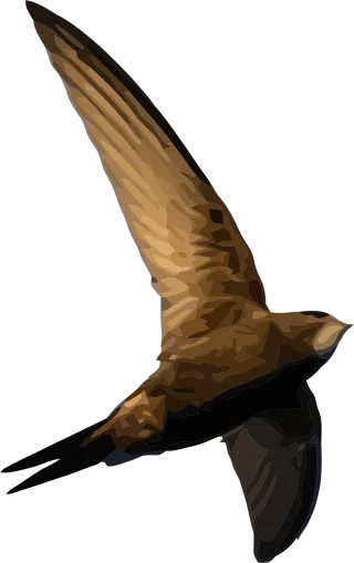 Bird Swift European swift Stickdatei