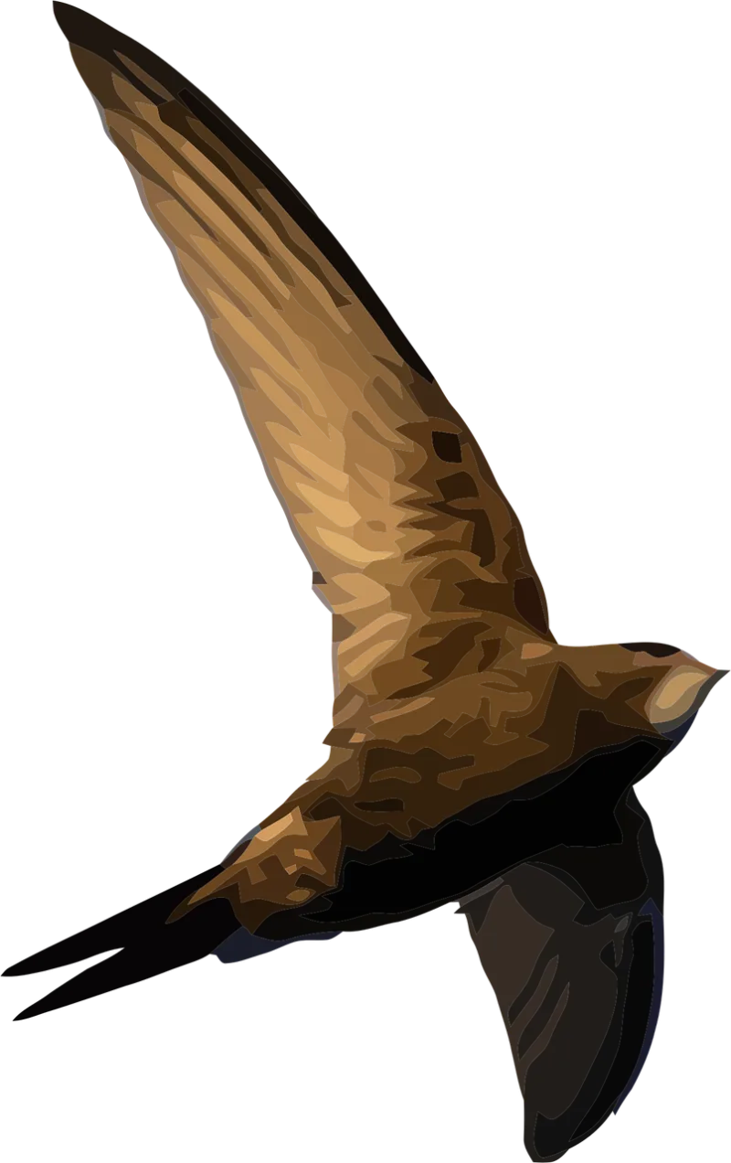 Bird Swift European swift Stickdatei – Tiere