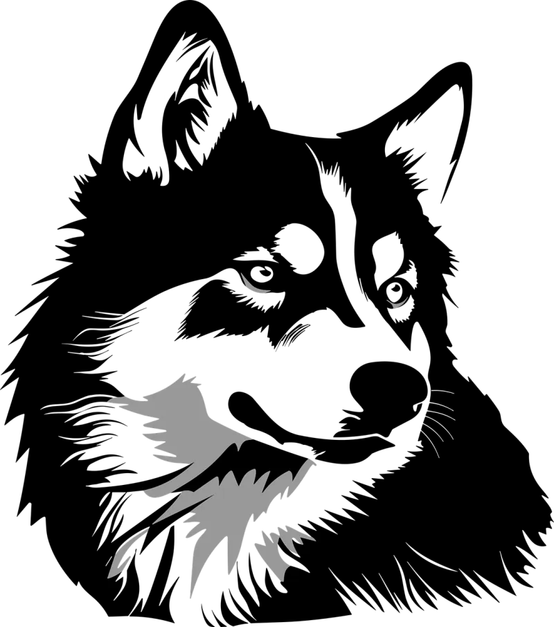 Husky Dog Alaskan Stickdatei – Tiere