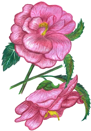 Roses Flowers Watercolor Stickdatei