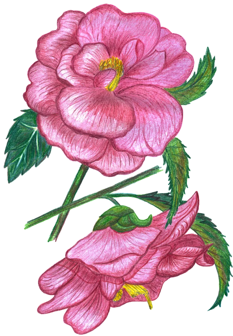 Roses Flowers Watercolor Stickdatei – Blumen