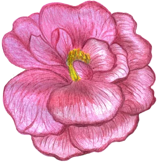 Rose Flower Watercolor Stickdatei