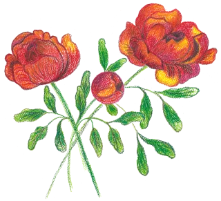Roses Flowers Watercolor Stickdatei