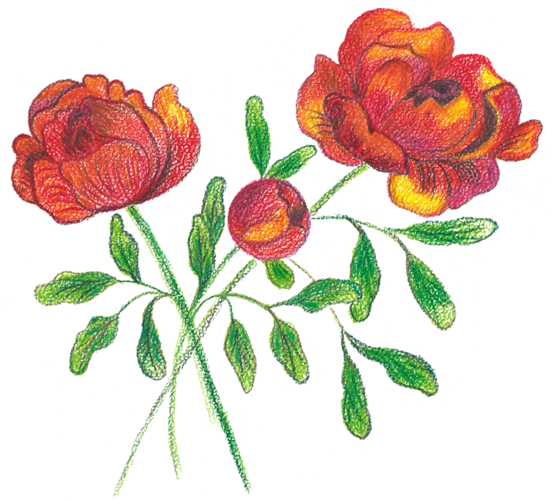 Roses Flowers Watercolor Stickdatei – Blumen