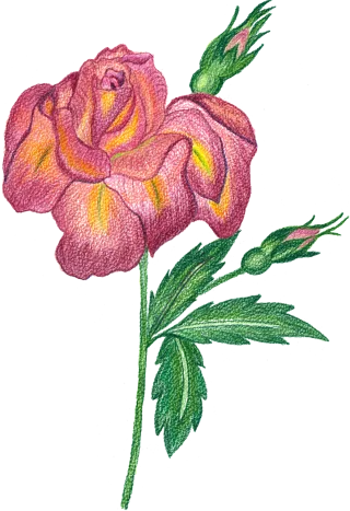 Roses Flowers Watercolor Stickdatei