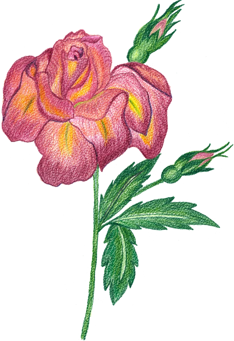 Roses Flowers Watercolor Stickdatei – Blumen