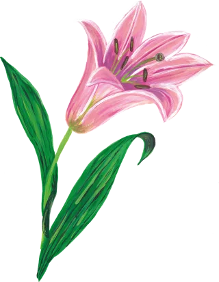 Lily Flower Pink flower Stickdatei