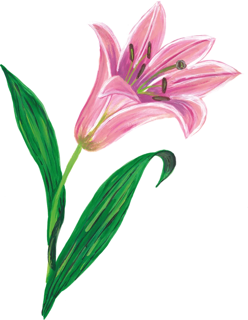 Lily Flower Pink flower Stickdatei – Blumen