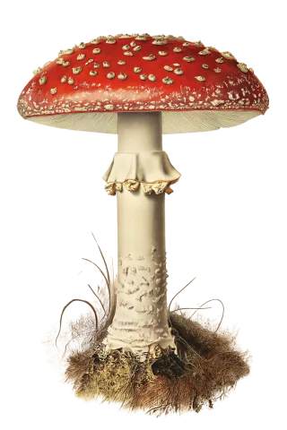 Mushroom Fungus Amanita muscaria Stickdatei – Natur