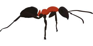 Ant Insect Animal Stickdatei