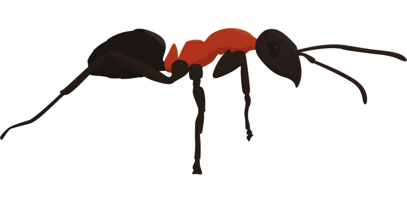 Ant Insect Animal Stickdatei – Fahrzeuge