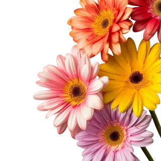 Mix flower Vector artwork Floral design Stickdatei