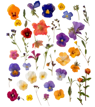 Mix flower Vector artwork Floral design Stickdatei