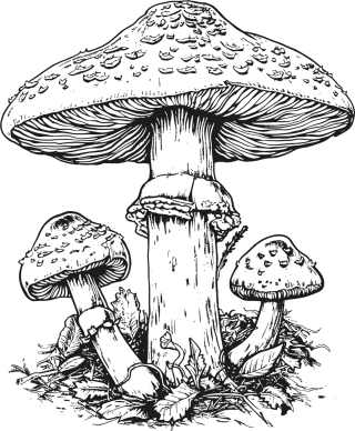 Ai generated Mushrooms Toadstools Stickdatei