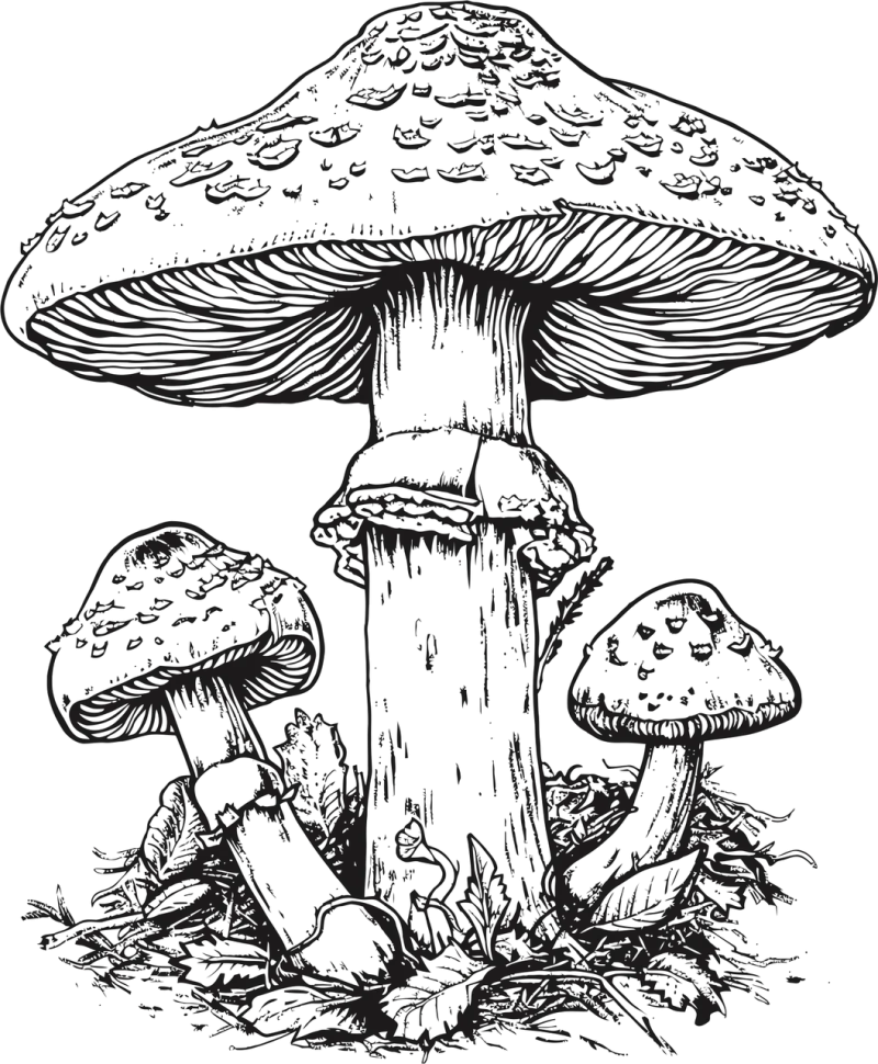 Ai generated Mushrooms Toadstools Stickdatei – Natur