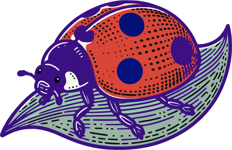Ladybug Insect Ladybird beetle Stickdatei – Tiere