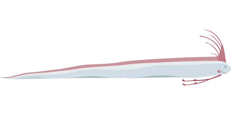 Oarfish Fish Animal Stickdatei – Tiere