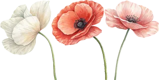 Watercolor Poppies Beautiful flowers Stickdatei