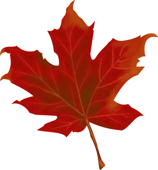 Leaf Autumn Autumn leaves Stickdatei