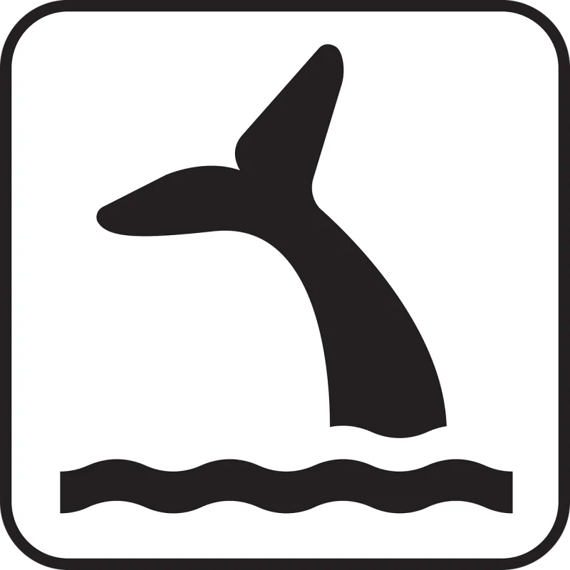 Whale Cetacean Wildlife Stickdatei – Natur
