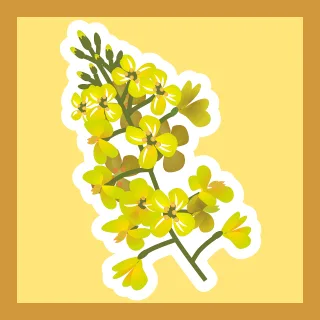 Rapeseed Flower background Grain Stickdatei